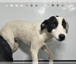 Labrador Retriever-Unknown Mix Dogs for adoption in Visalia, CA, USA
