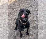 Small #5 Labrador Retriever Mix