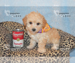 Poodle (Toy) Puppy for sale in SANGER, TX, USA