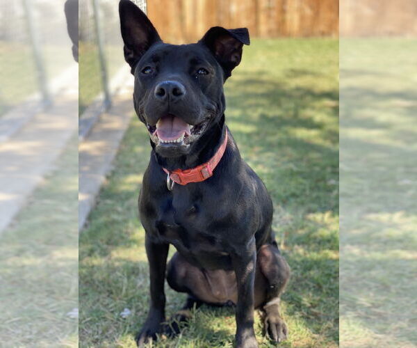 Medium Photo #3 Mutt Puppy For Sale in Euless, TX, USA