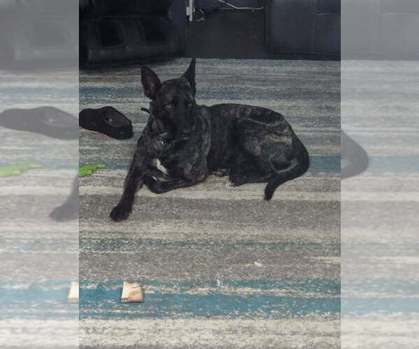 Medium Photo #2 Holland Shepherd-Unknown Mix Puppy For Sale in Imlay City, MI, USA