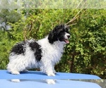 Small #15 Poodle (Toy)