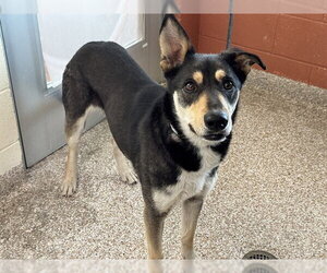 Siberian Husky-Unknown Mix Dogs for adoption in Pueblo, CO, USA