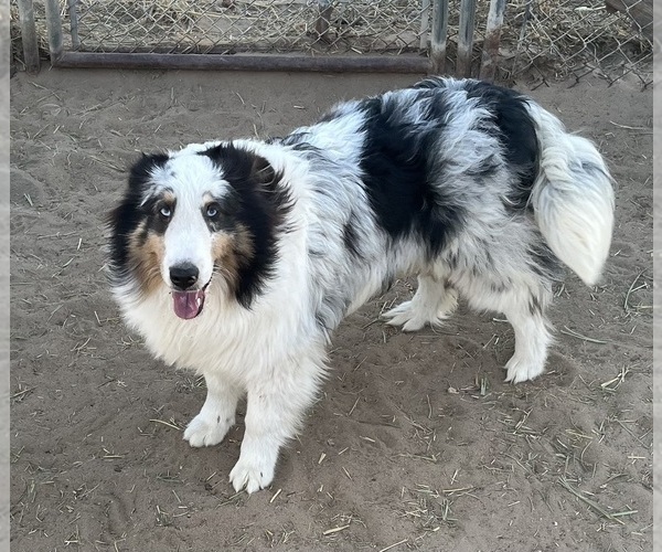 Medium Photo #3 Shetland Sheepdog Puppy For Sale in FORT MORGAN, CO, USA