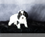 Small Photo #8 Cocker Spaniel Puppy For Sale in MILLERSBURG, IN, USA