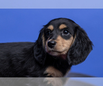 Small Photo #6 Dachshund Puppy For Sale in CROWLEY, TX, USA