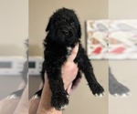 Small Photo #4 Aussiedoodle Puppy For Sale in MORGANTON, NC, USA