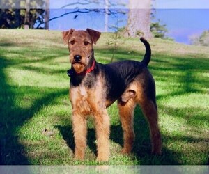 Father of the Airedale Terrier puppies born on 07/29/2022
