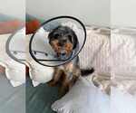 Small #9 Australian Terrier Mix