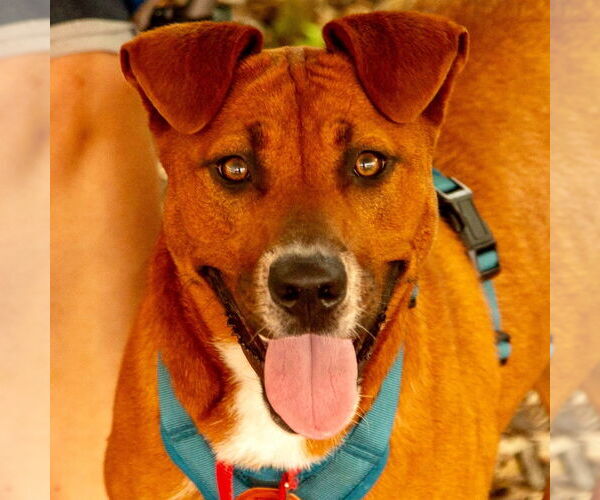 Medium Photo #13 Mutt Puppy For Sale in Canton, CT, USA