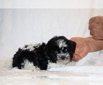 Small #24 ShihPoo