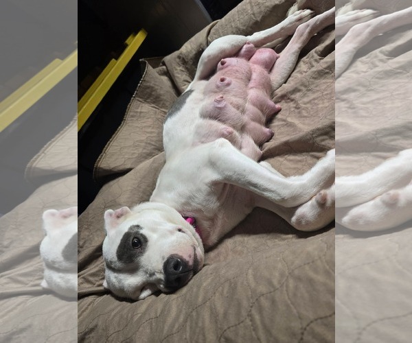 Medium Photo #7 Mutt Puppy For Sale in Woodbury, NY, USA