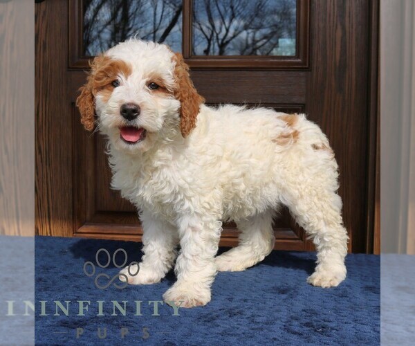 Medium Photo #3 Goldendoodle (Miniature) Puppy For Sale in NARVON, PA, USA