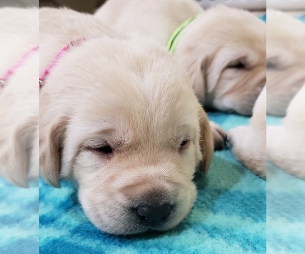 Medium Photo #77 Labrador Retriever Puppy For Sale in OLYMPIA, WA, USA