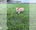Small Photo #24 Pembroke Welsh Corgi Puppy For Sale in MILFORD, IN, USA