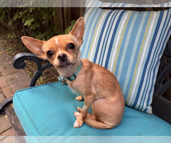 Medium Photo #6 Chihuahua Puppy For Sale in Santa Clara, CA, USA