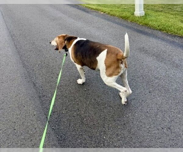 Medium Photo #4 Coonhound-Unknown Mix Puppy For Sale in Springdale, PA, USA