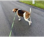 Small #3 Coonhound Mix