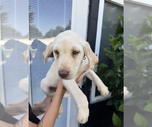 Medium Labrador Retriever
