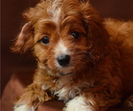 Puppy 2 Cavapoo