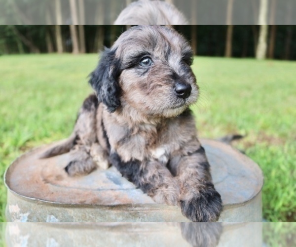 Medium Photo #5 Aussiedoodle Puppy For Sale in LEXINGTON, AL, USA