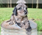 Small Photo #5 Aussiedoodle Puppy For Sale in LEXINGTON, AL, USA