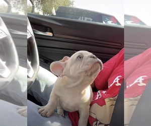 French Bulldog Puppy for sale in BAKERSFIELD, CA, USA