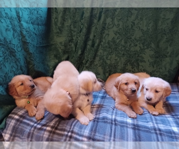 Medium Photo #6 Golden Retriever Puppy For Sale in EARLY BRANCH, SC, USA