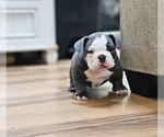 Small Photo #7 American Bully Puppy For Sale in CHESAPEAKE, VA, USA