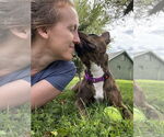 Small Photo #16 American Pit Bull Terrier-American Staffordshire Terrier Mix Puppy For Sale in Wenonah, NJ, USA