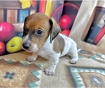 Image preview for Ad Listing. Nickname: Crocket