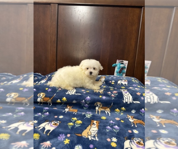 Medium Photo #1 Morkie Puppy For Sale in BENSON, NC, USA