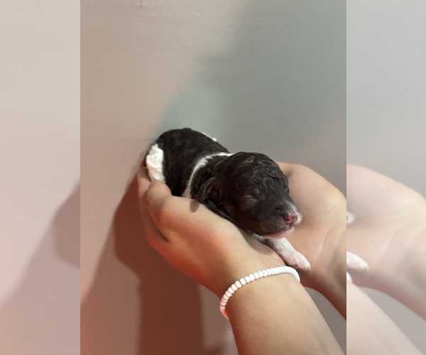 Medium Photo #9 Poodle (Standard) Puppy For Sale in LONGMONT, CO, USA