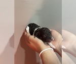 Small #8 Poodle (Standard)