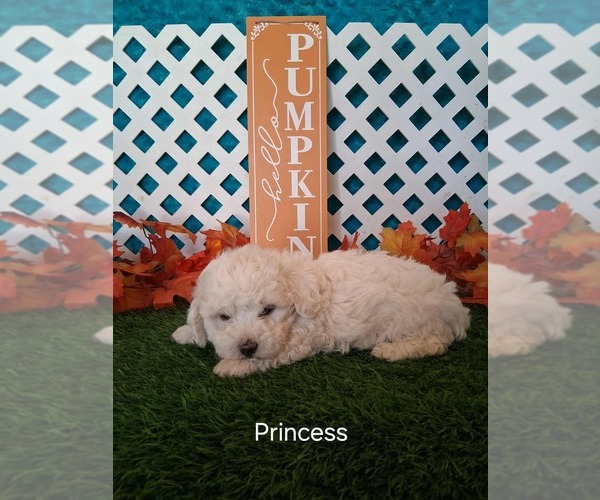 Medium Photo #3 Bichon Frise Puppy For Sale in MOUNT PLEASANT, MI, USA