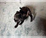 Small Photo #9 Pug Puppy For Sale in BLOOMINGTON, IL, USA