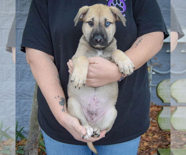Medium Photo #3 Catahoula Leopard Dog-Labrador Retriever Mix Puppy For Sale in Huntley, IL, USA