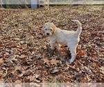 Small Photo #3 Goldendoodle Puppy For Sale in ATHENS, GA, USA