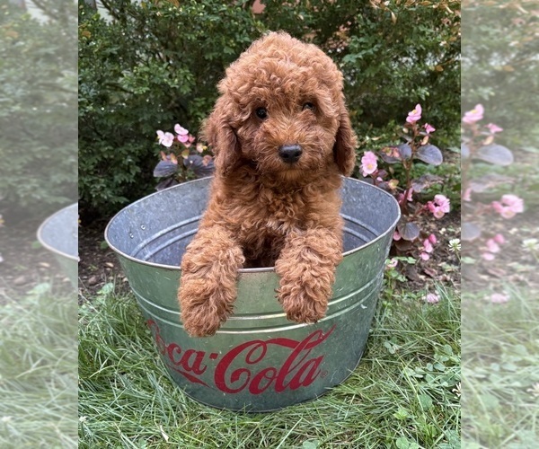Medium Photo #3 Goldendoodle (Miniature) Puppy For Sale in MIDDLEBURY, IN, USA