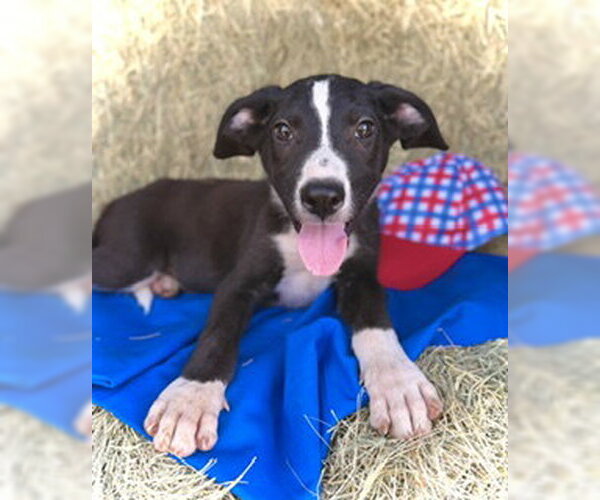 Medium Photo #4 Border Collie-Unknown Mix Puppy For Sale in Pleasanton, TX, USA