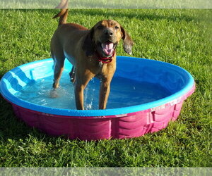 Redbone Coonhound-Unknown Mix Dogs for adoption in Crescent City, FL, USA