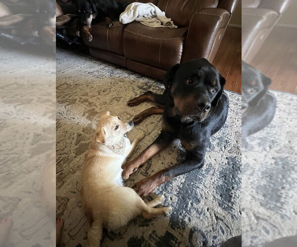 Medium Photo #12 Rottweiler Puppy For Sale in White Hall, AR, USA