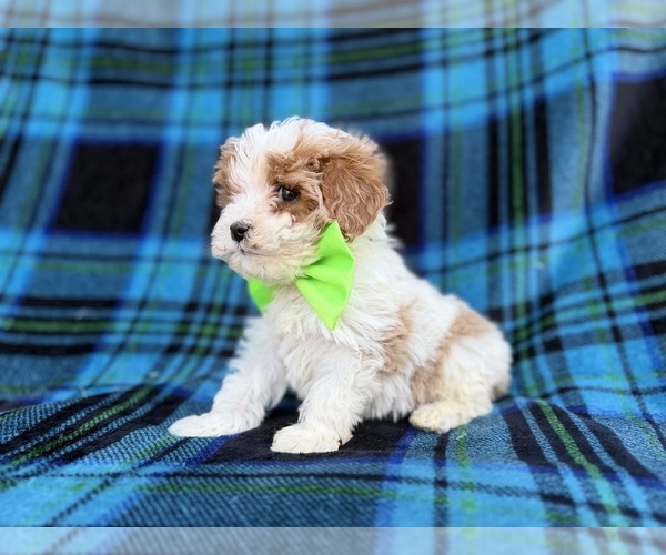 Medium Photo #6 Cavapoo (Miniature) Puppy For Sale in LAKELAND, FL, USA