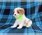 Small #5 Cavapoo (Miniature)