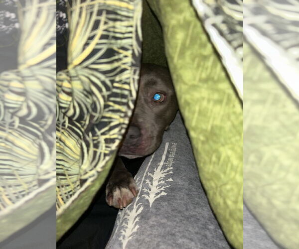 Medium Photo #8 American Pit Bull Terrier-Unknown Mix Puppy For Sale in Davis, CA, USA