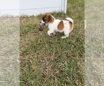 Marsha - Female Jack Russell Terrier Puppy for Sale - Small photo