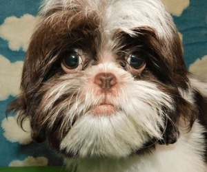 Shih Tzu Puppy for sale in ENKA, NC, USA