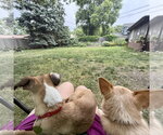 Small #9 Chihuahua Mix