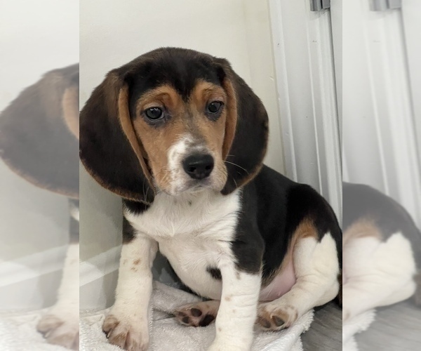 Medium Photo #1 Beagle Puppy For Sale in MARTINSVILLE, IN, USA