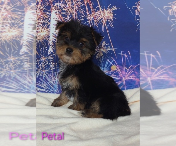 Medium Photo #1 Yorkshire Terrier Puppy For Sale in AZLE, TX, USA